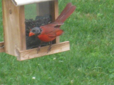  NORTHERN CARDINAL 